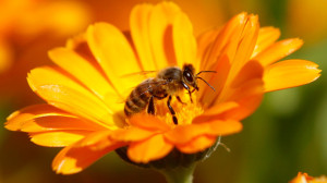 bee on flower