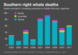 News_WhaleDeaths2